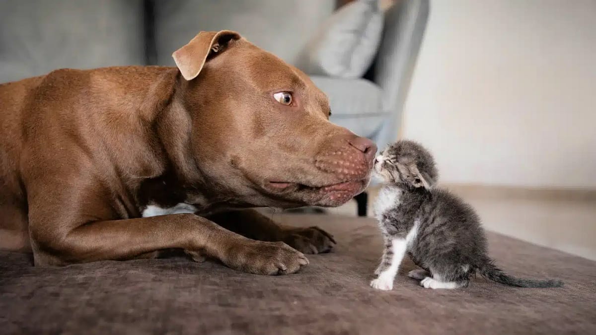 Countries where pitbulls are banned - banner