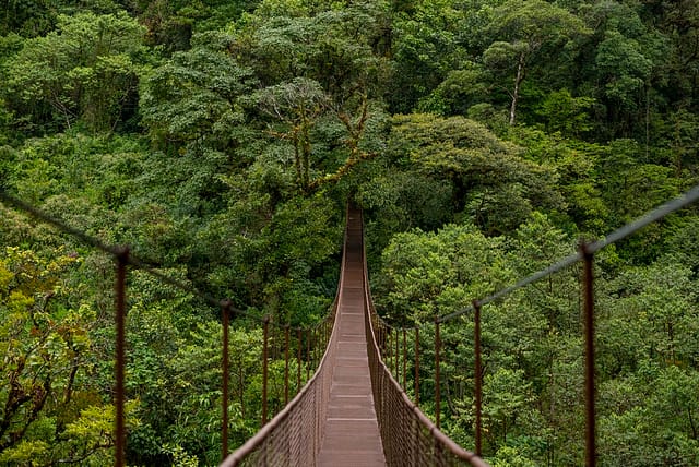Stretching Suspension Bridge Offering A Unique Perspective Over The Vibrant
