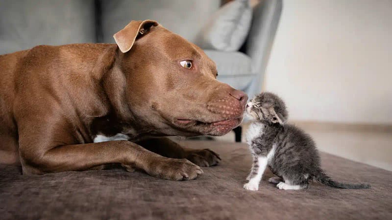 Countries where pitbulls are banned - banner